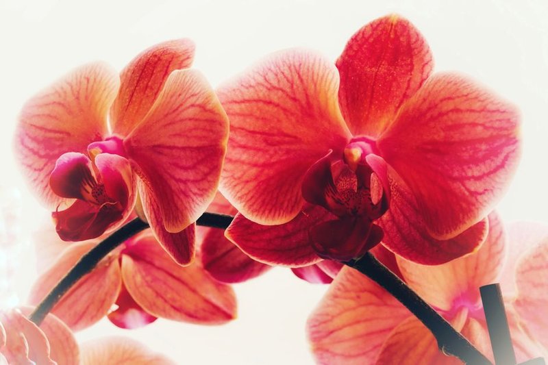 Tige Unique Orchidée